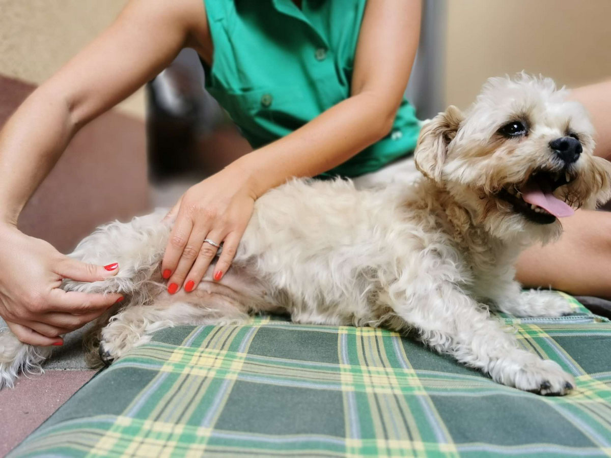 Dog Physiotherapy