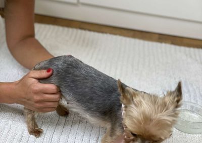 Dog Swedish Massage