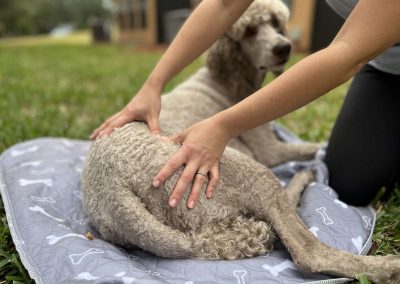 Dog Thai Massage