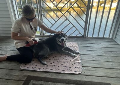 Dog Cold Laser Therapy
