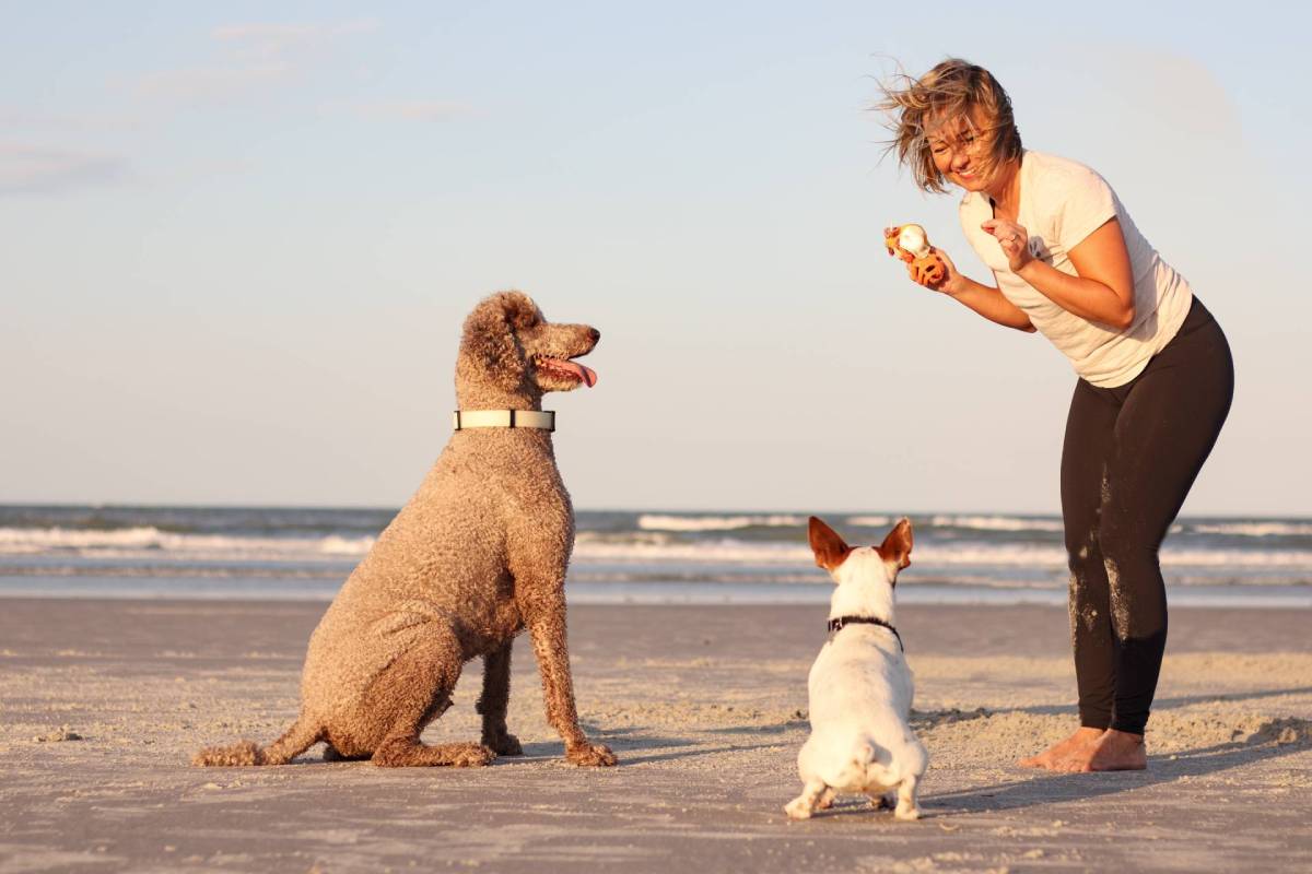 Dogs on the beach