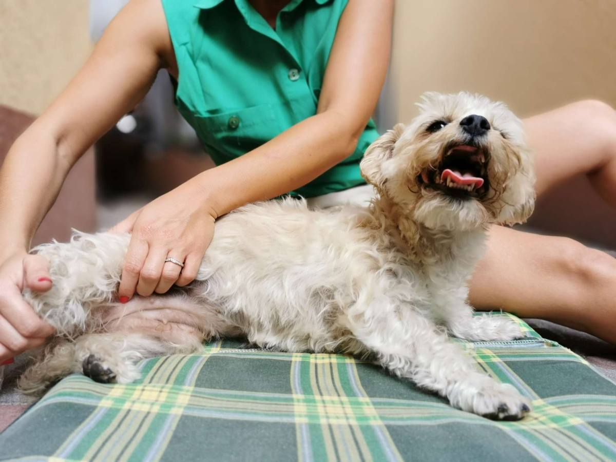 Physiotherapy massage dog