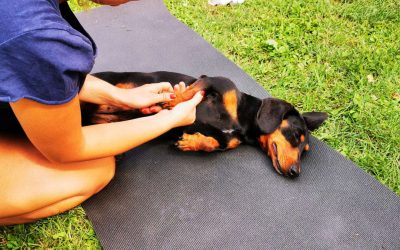 Dog massage points: head and paw massage for dogs at home