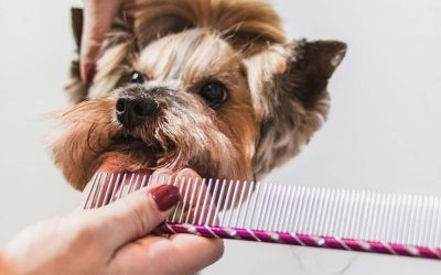 Effective dog combing in practice