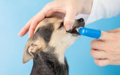 How to brush a dog teeth?