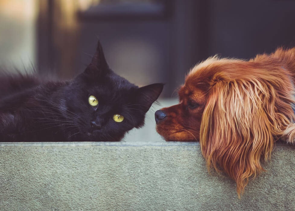 Acclimating a dog and a cat