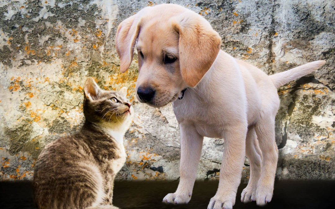 Integrating dog and cat