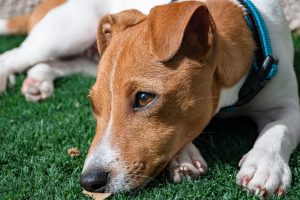 Solving the anxiety of Max the terrier mix dog