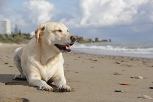 Solving the anxiety of Bella the labrador dog