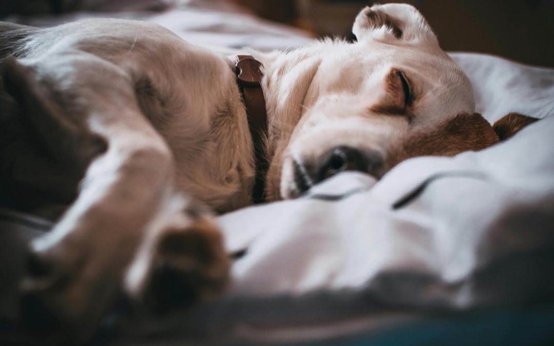 When not to massage your dog? Contraindications and warnings