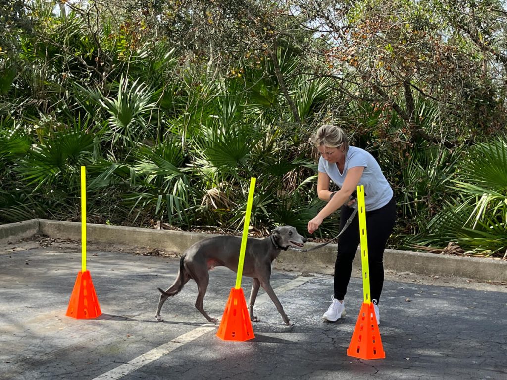 Healthy exercise for dogs