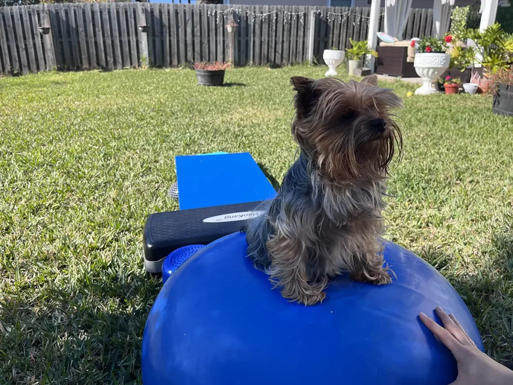 Dog fitness for perfect bodyweight