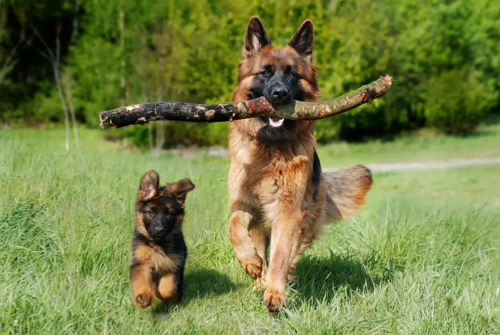 Dog overweight after having puppies