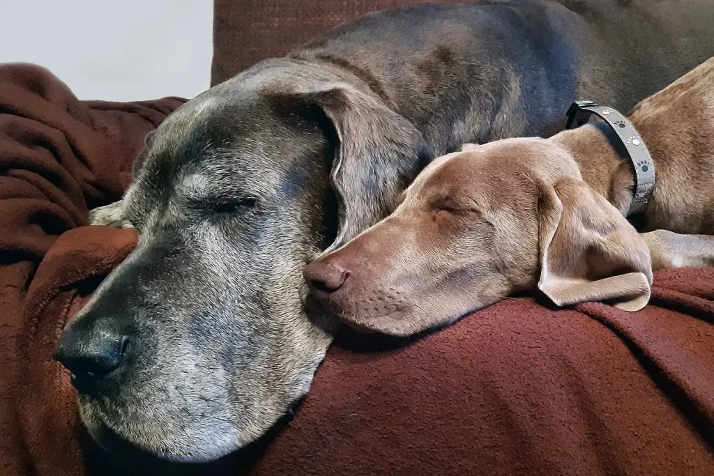 Older dog stressed by a new puppy