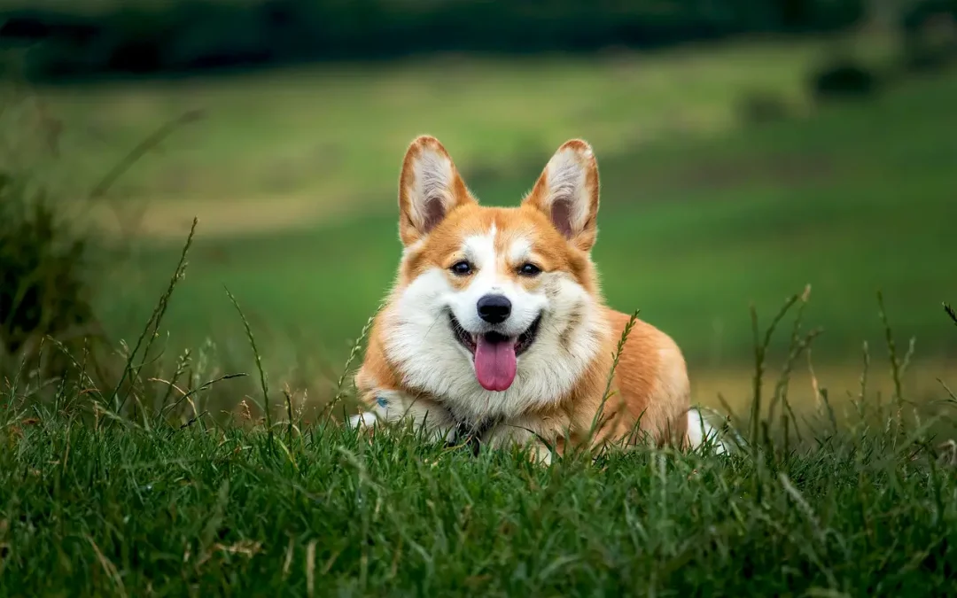 Overweight dog