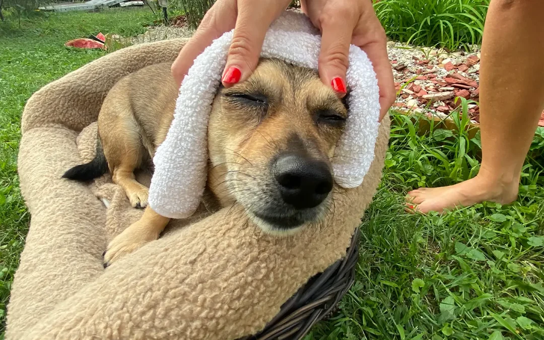 Dog head massage