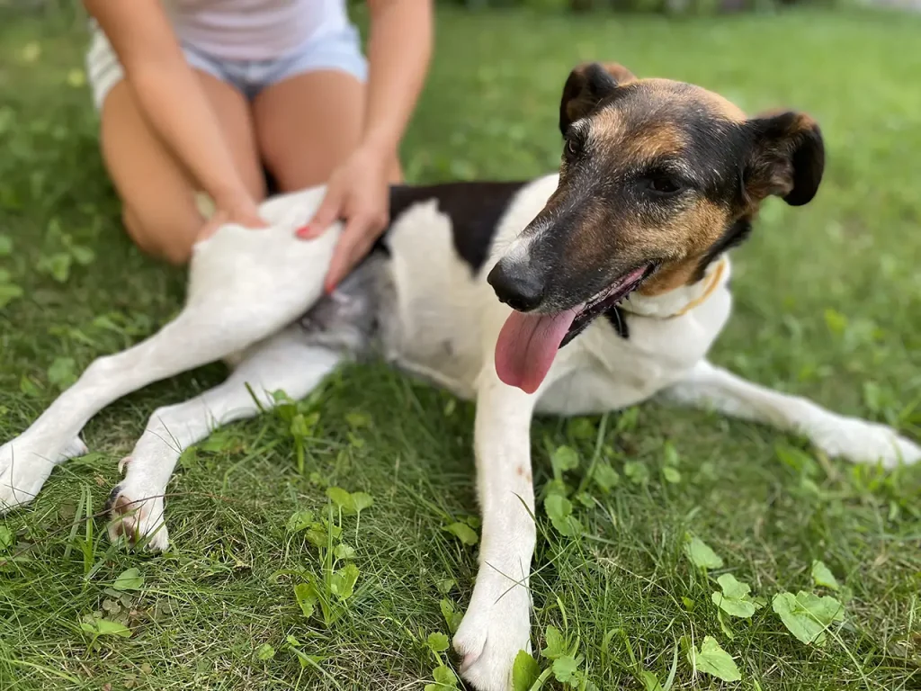 Do dogs really enjoy massages?