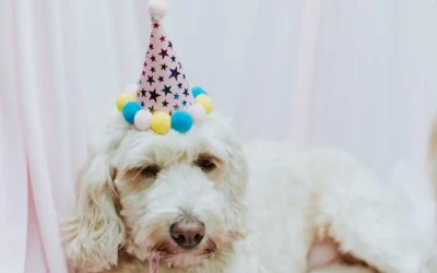 Dog birthday party ideas: Fun activities, recipes, and gifts