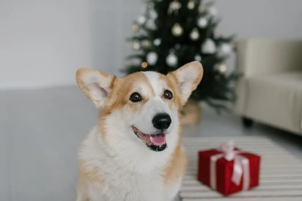 Dog Birthday and Christmas presents